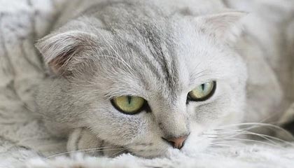 嘉善最新公积金卡提取现金方法app方法分析(最方便真实的嘉善公积金卡怎样从手机里取出来?方法)